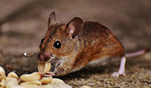 24 Hour & Emergency Exterminators in Southaven, MS